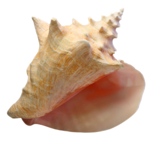 a conch shell