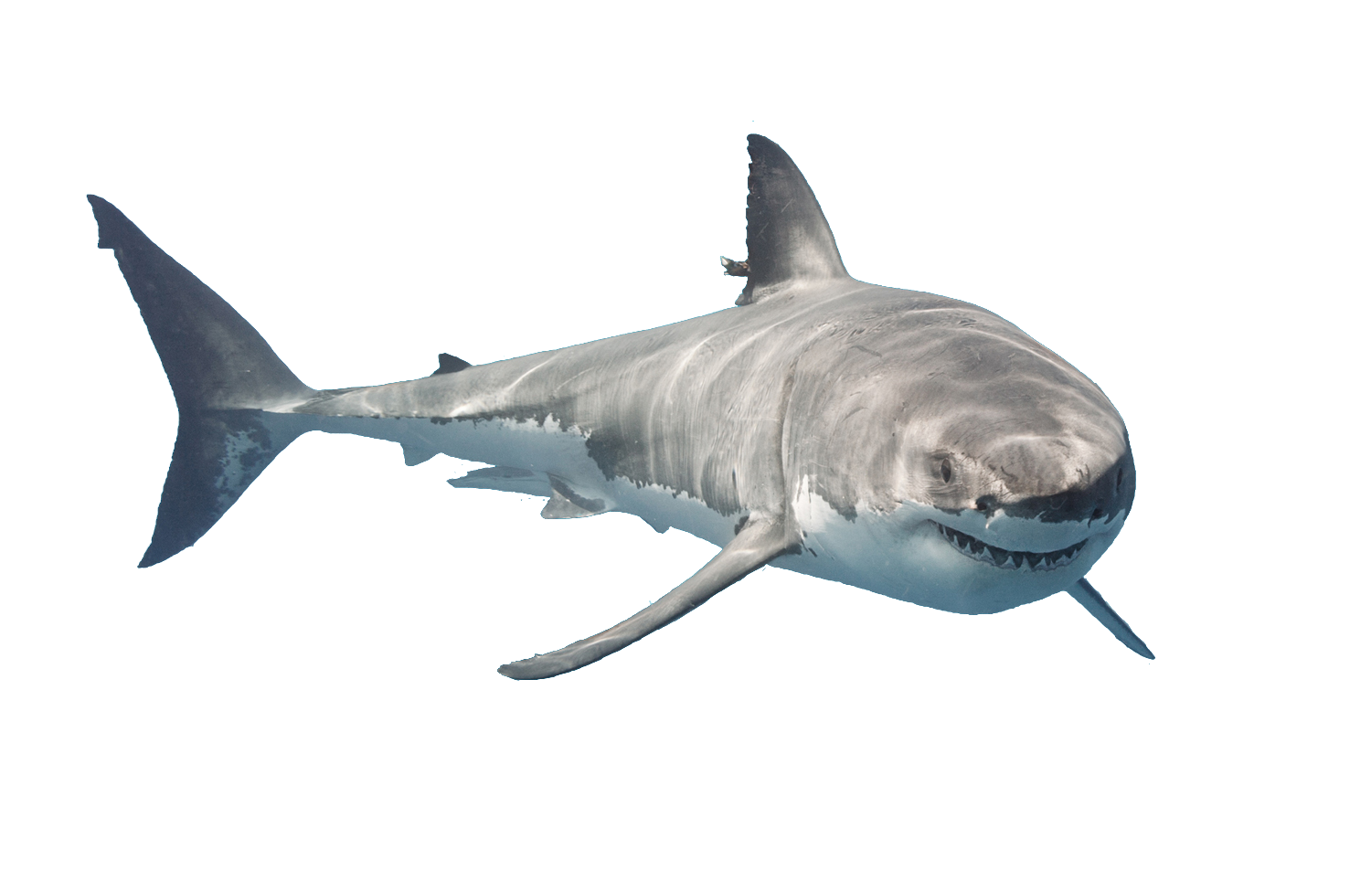 a great white shark