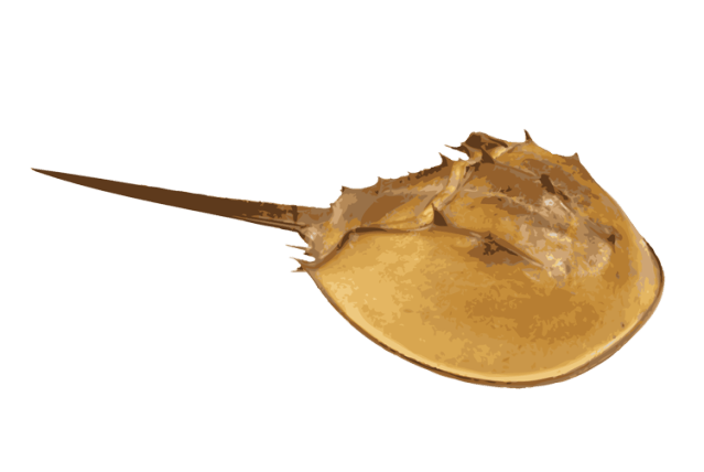 a horseshoe crab