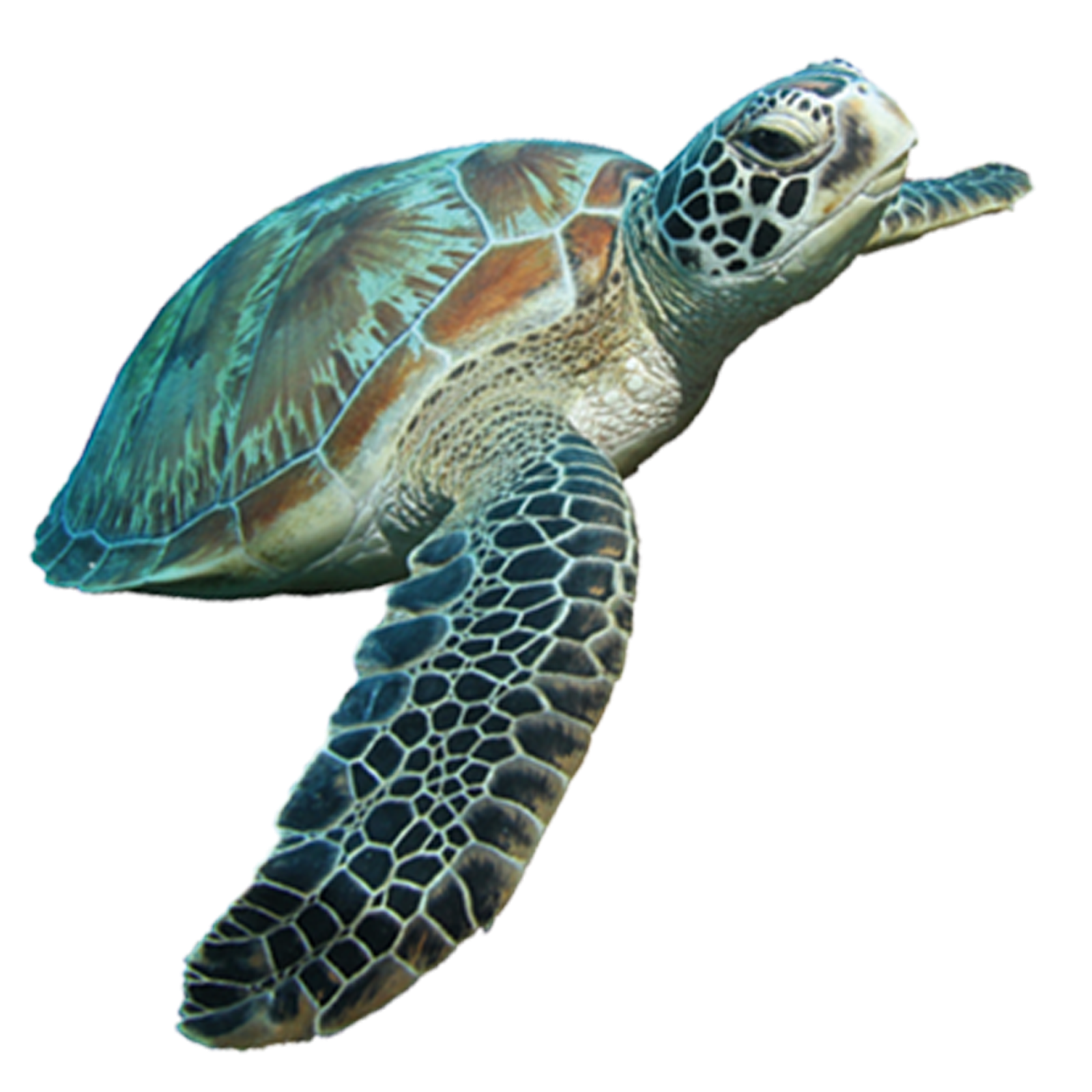 a loggerhead sea turtle