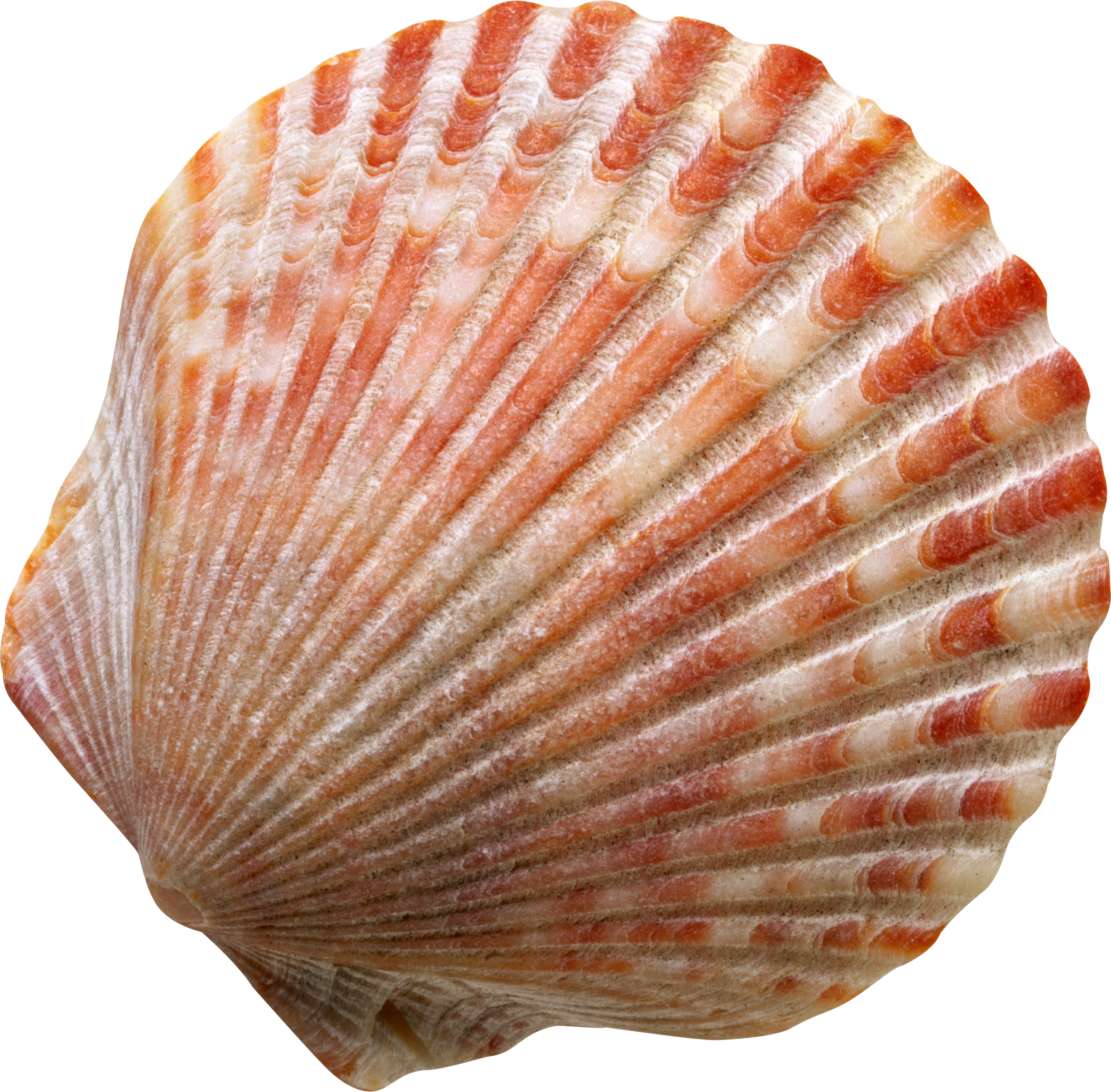 a seashell